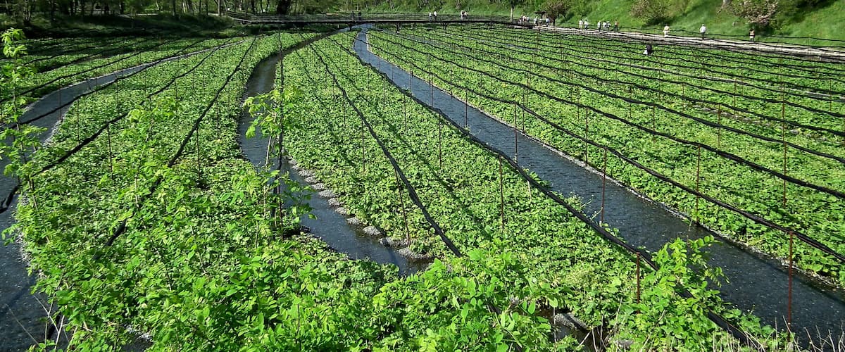 山葵田 Wasabi Fields