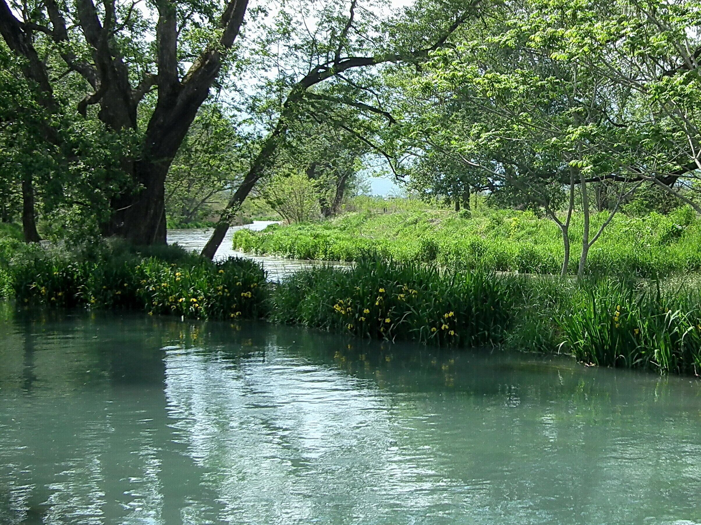 A river with dense greenery and trees.
