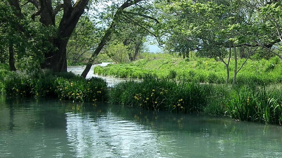 A river with dense greenery and trees.