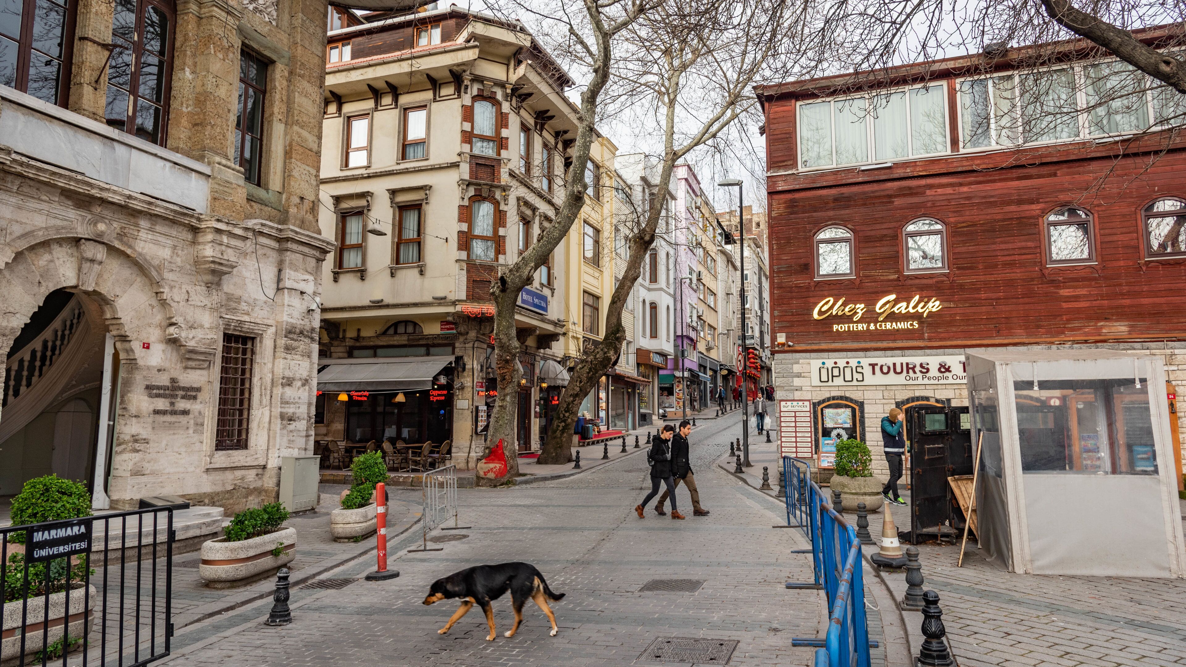 Eminönü showing cuddly or friendly animals, street scenes and a city