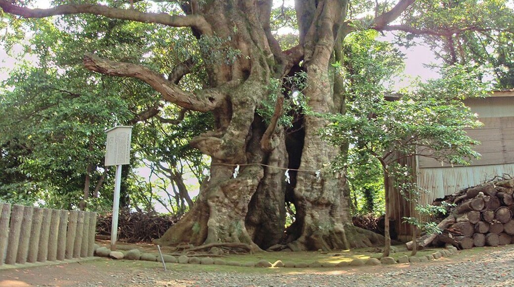 Largest Elaeocarpus sylvestris in Japan. Located in Hihayo-Ten-jinja (Hihayo-ten Shrine), Ito city, Shizuoka prefecture, Japan.