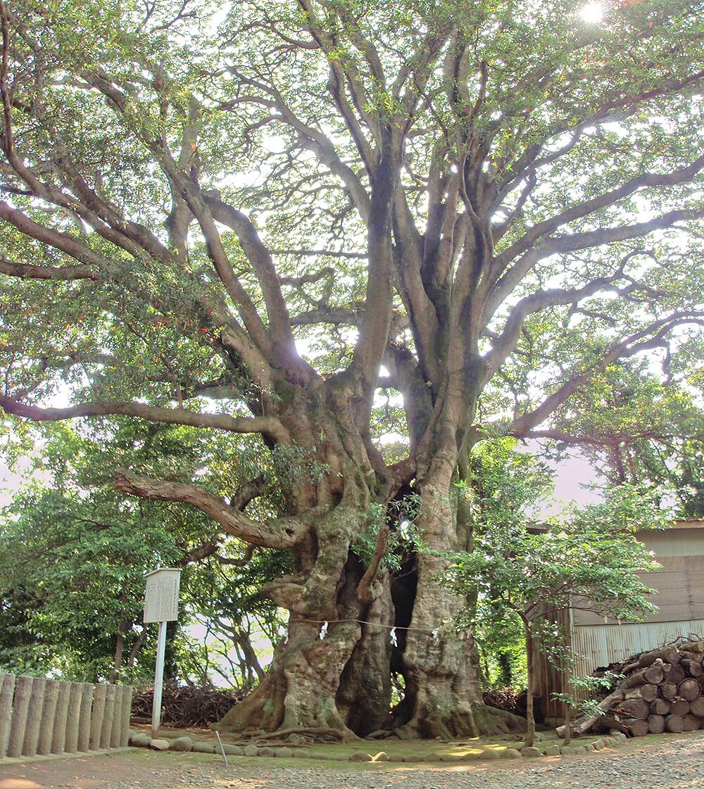 A large, ancient tree with thick, gnarled roots and dense foliage.
