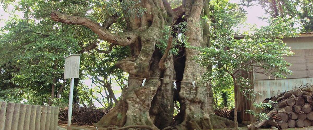 A large, ancient tree with thick, gnarled roots and dense foliage.