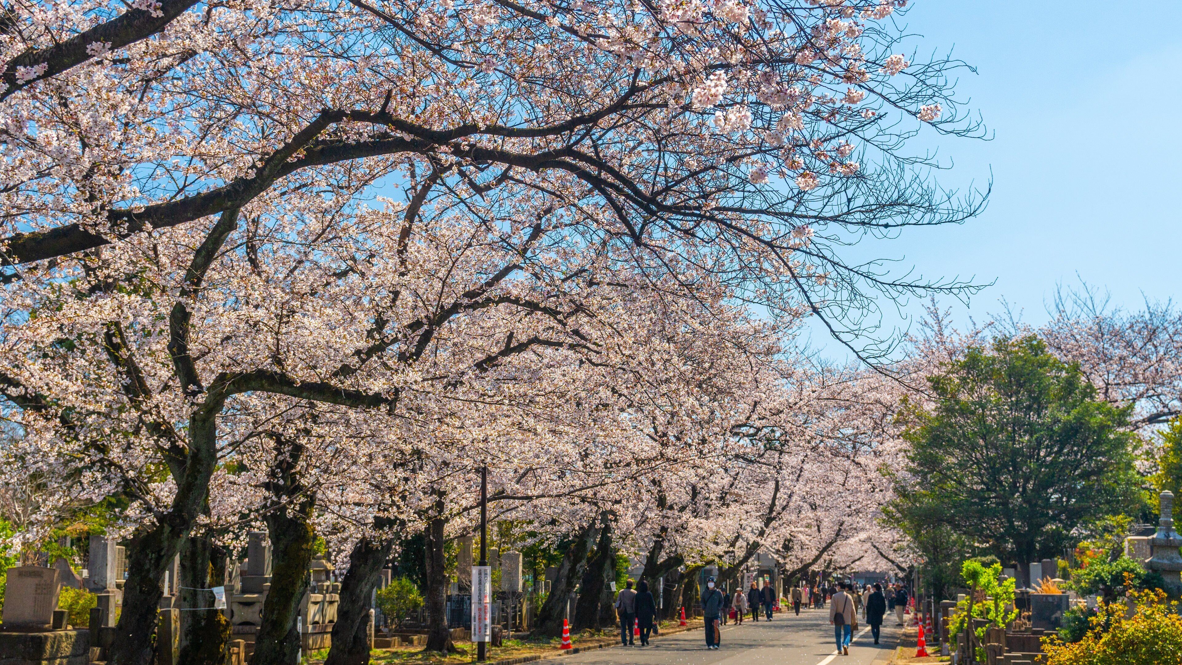 Yanaka which includes a park and wildflowers