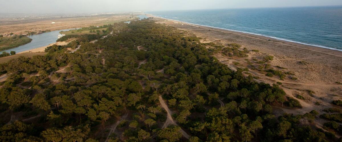 A coastal landscape with a dense forest, a beach, and a river.