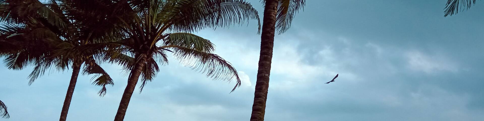 coconut trees in the Padubidri beach, Karnataka