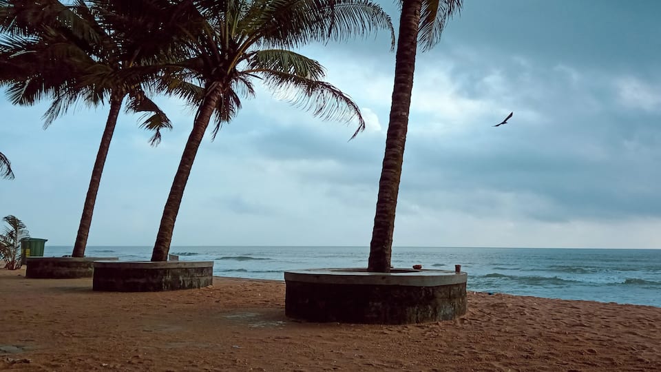 A beach with palm trees and the ocean.