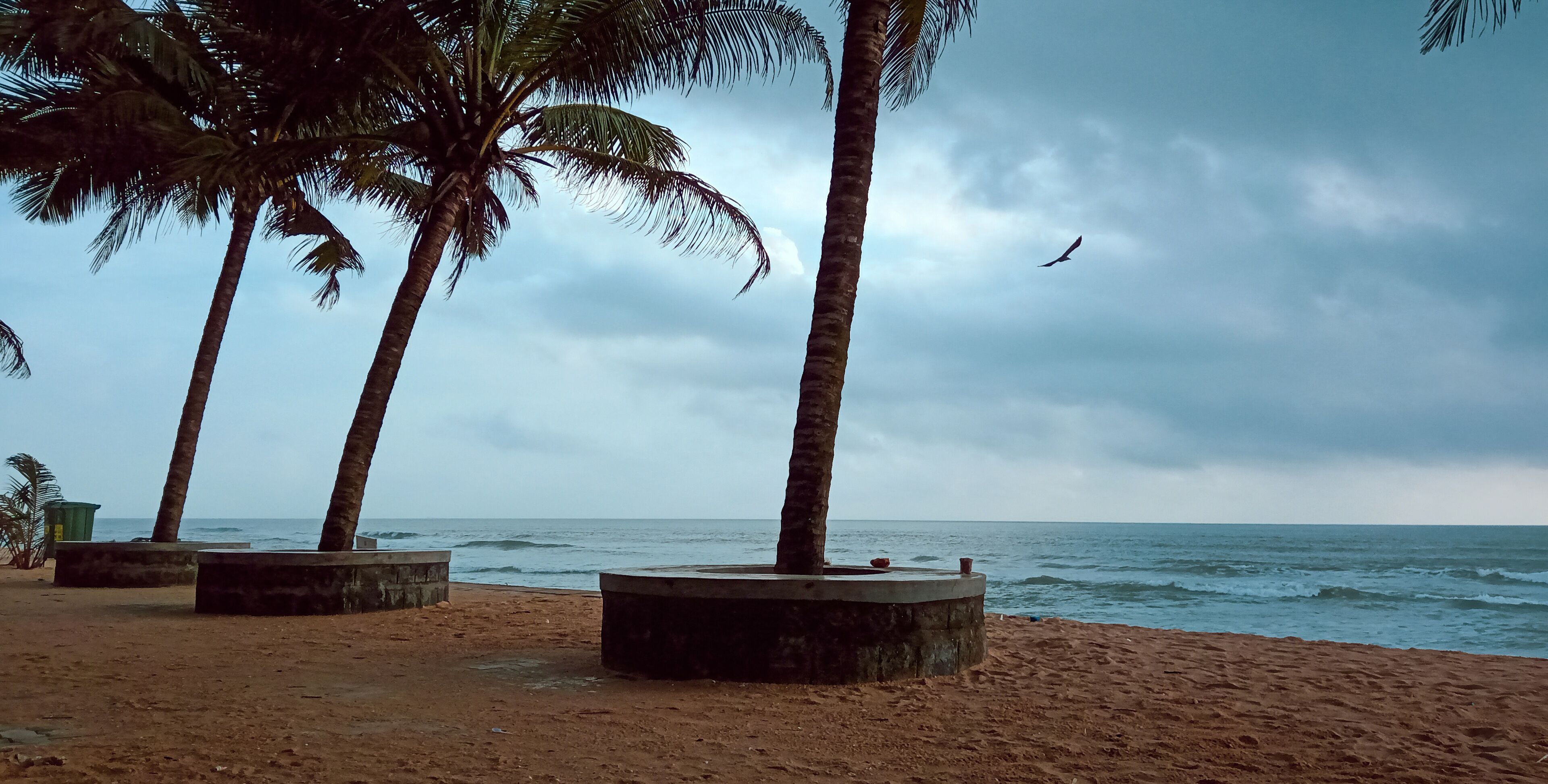 A beach with palm trees and the ocean.