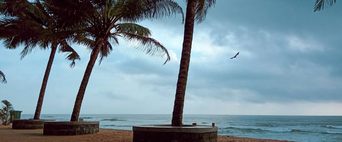 A beach with palm trees and the ocean.