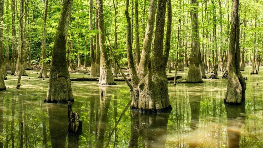 Panorama Of Cypress Stand Tall In The Still Water Of Congaree