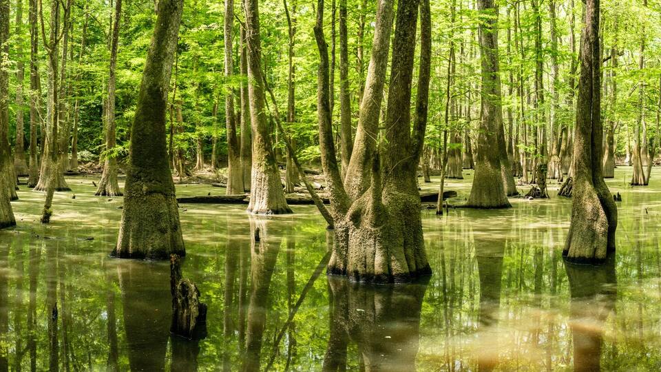 Panorama Of Cypress Stand Tall In The Still Water Of Congaree