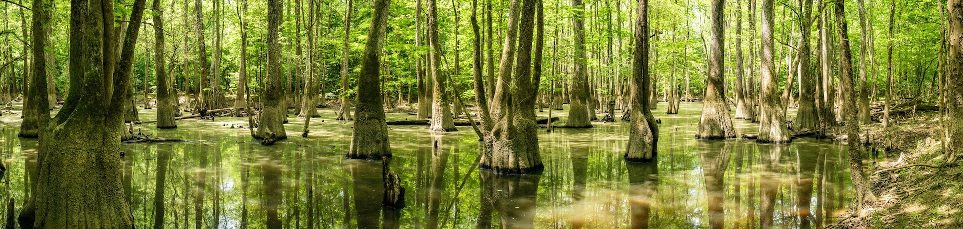 Panorama Of Cypress Stand Tall In The Still Water Of Congaree