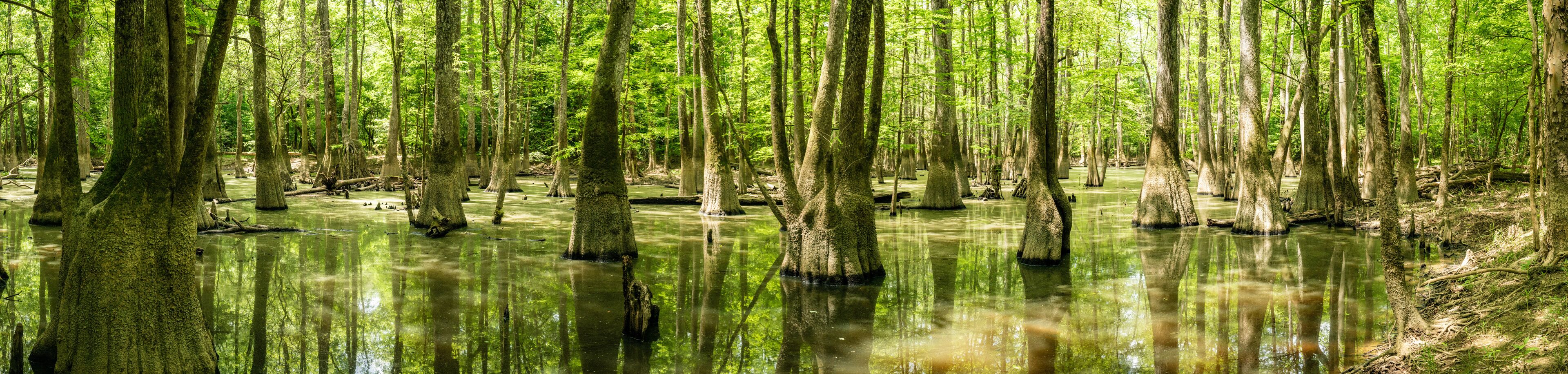 A swampy forest with numerous trees and water reflecting the greenery.