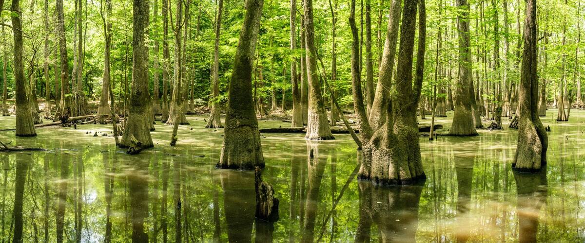 A swampy forest with numerous trees and water reflecting the greenery.