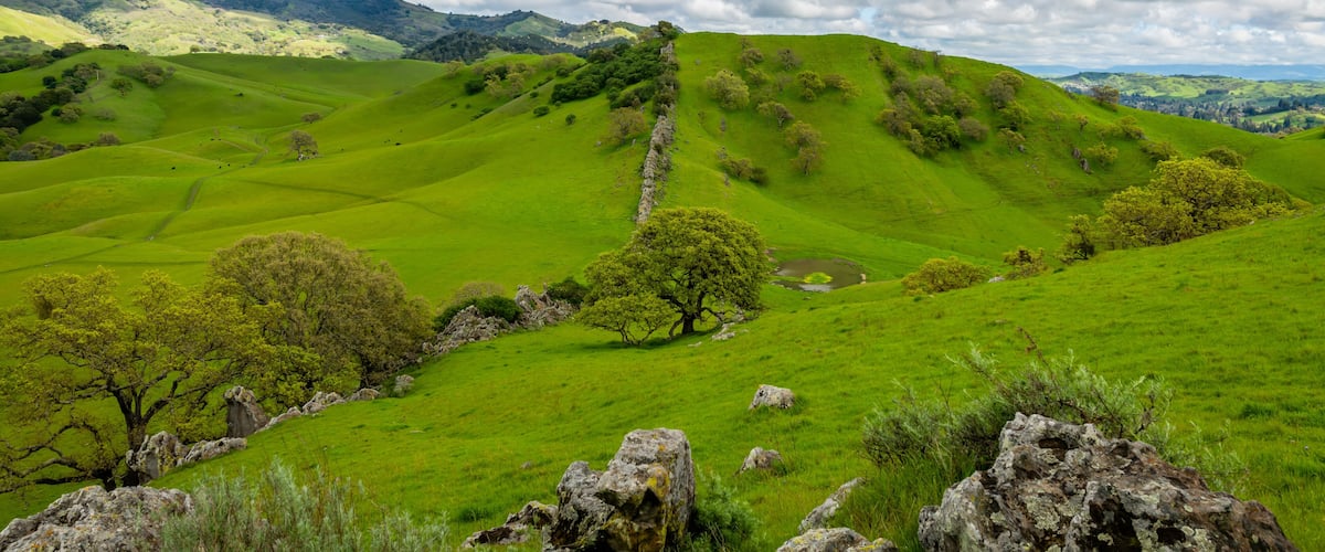 Rolling green hills, a stone wall, and a tree.