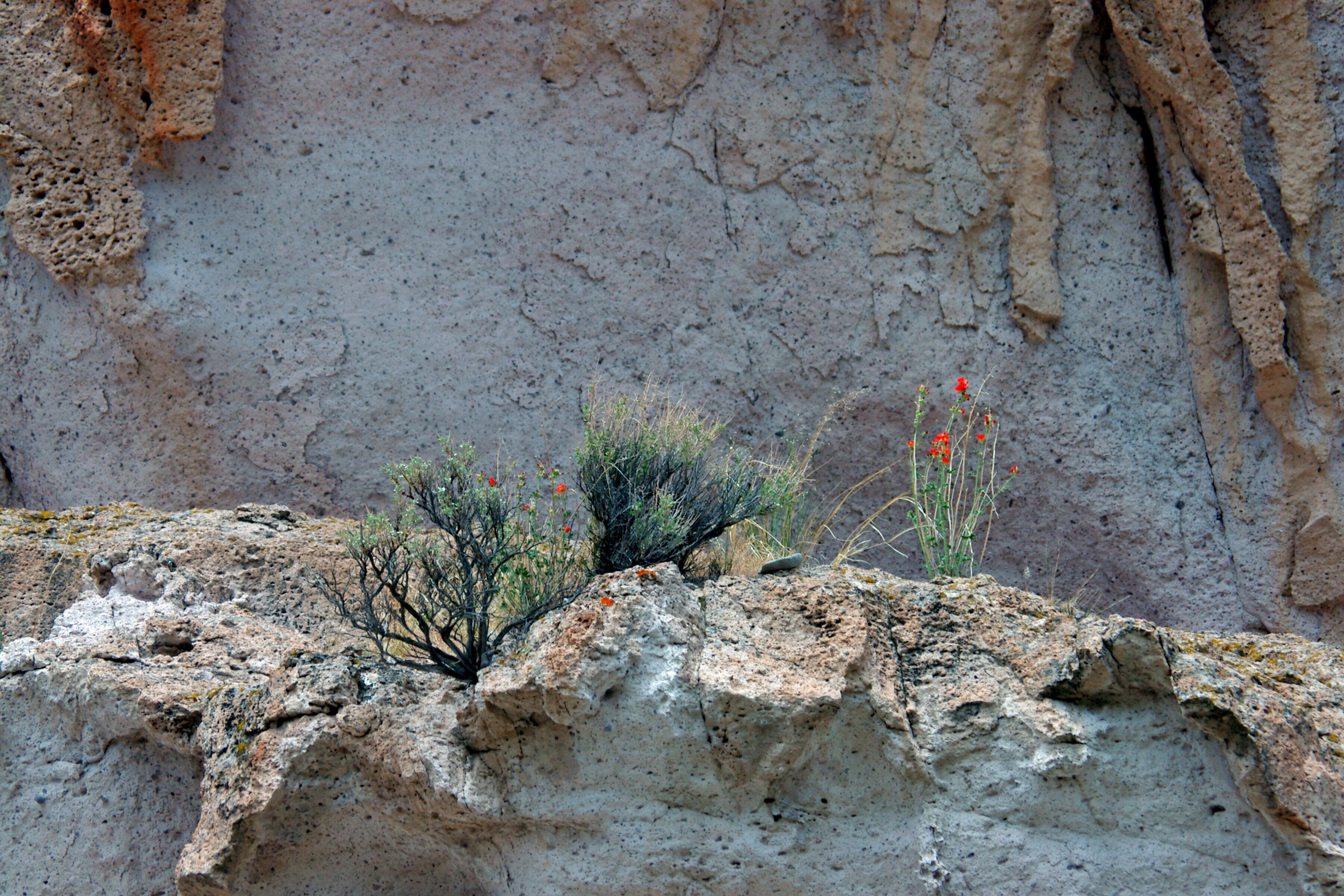 One thousand years ago, the valleys along what is now Interstate 70 near Sevier, Utah were home to the largest community of Fremont Indians ever discovered. Their rock art and structures are still visible in the canyons of Fremont Indian State Park. A film, artifacts, hands-on activities, rock art tours, and exhibits reveal the lives of these Fremont Indians
