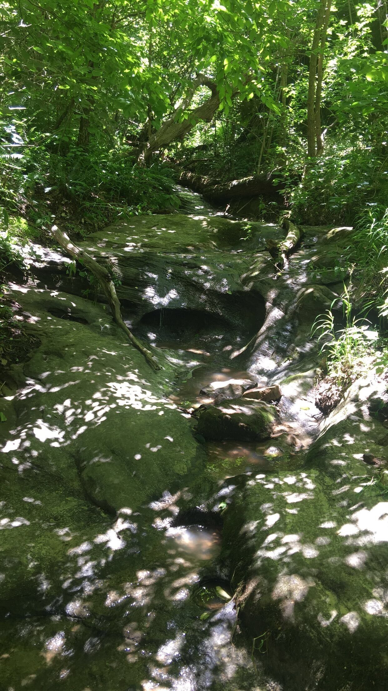A forest stream with moss-covered rocks and sunlight filtering through the trees.