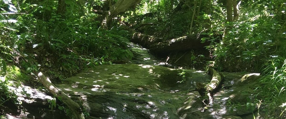 A forest stream with moss-covered rocks and sunlight filtering through the trees.