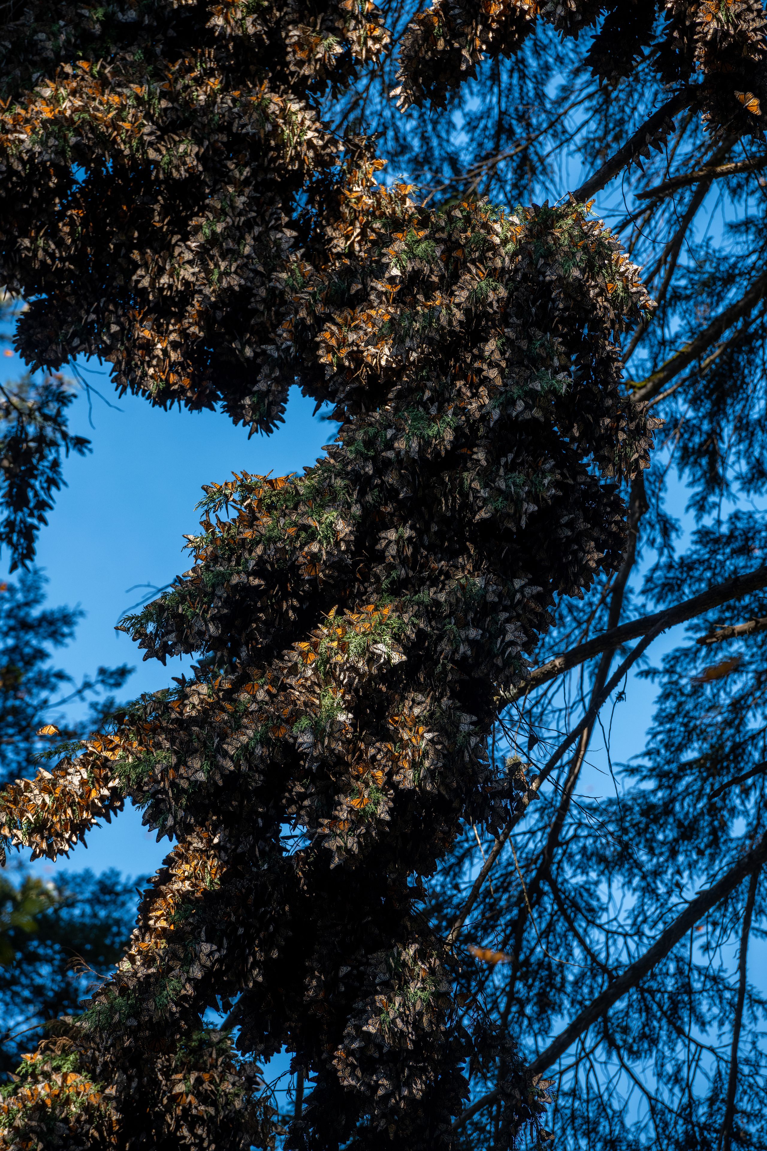 A dense cluster of trees with a clear blue sky in the background.