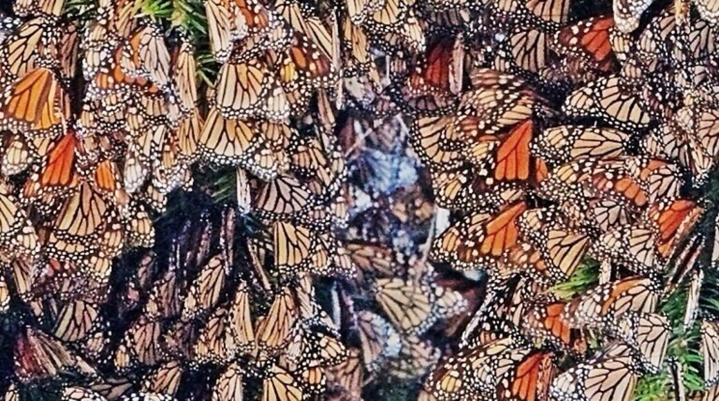 It takes 1,000 butterflies to weigh one pound (.45kg), and the branches on this tree were sagging under the weight.
The monarch colony here was quite different than at the more popular El Rosario sanctuary. 40 minutes outside Zitacuaro, near El Capulin, we chartered a couple of tiny mountain horses to take us up the rugged path to view the colony. The monarchs were clustered within a ravine, swirling around a few choice pine trees in search of sunny roosts. Whenever the sun went behind a cloud the butterflies scrambled into the air and back to the safety of the nucleus, knowing that settling down for the night outside the warmth of the colony would mean certain death.
