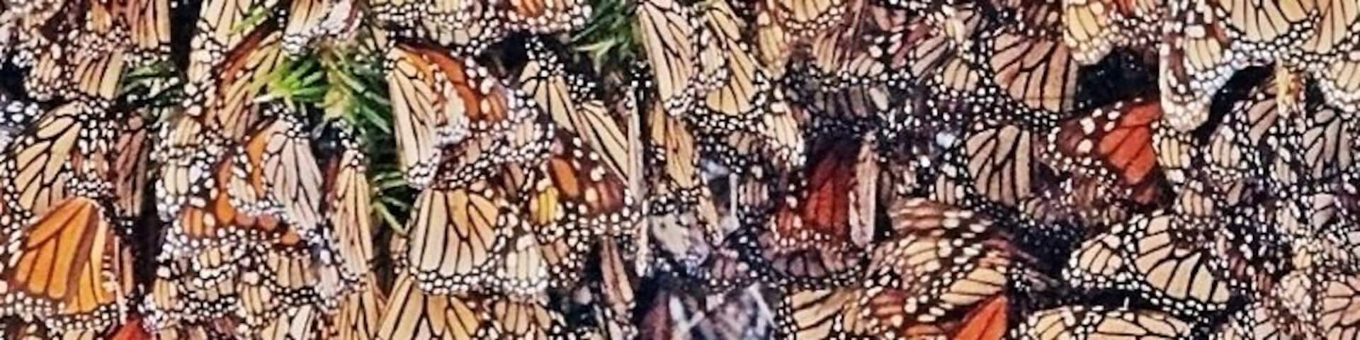 It takes 1,000 butterflies to weigh one pound (.45kg), and the branches on this tree were sagging under the weight.
The monarch colony here was quite different than at the more popular El Rosario sanctuary. 40 minutes outside Zitacuaro, near El Capulin, we chartered a couple of tiny mountain horses to take us up the rugged path to view the colony. The monarchs were clustered within a ravine, swirling around a few choice pine trees in search of sunny roosts. Whenever the sun went behind a cloud the butterflies scrambled into the air and back to the safety of the nucleus, knowing that settling down for the night outside the warmth of the colony would mean certain death.