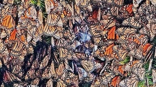 It takes 1,000 butterflies to weigh one pound (.45kg), and the branches on this tree were sagging under the weight.
The monarch colony here was quite different than at the more popular El Rosario sanctuary. 40 minutes outside Zitacuaro, near El Capulin, we chartered a couple of tiny mountain horses to take us up the rugged path to view the colony. The monarchs were clustered within a ravine, swirling around a few choice pine trees in search of sunny roosts. Whenever the sun went behind a cloud the butterflies scrambled into the air and back to the safety of the nucleus, knowing that settling down for the night outside the warmth of the colony would mean certain death.