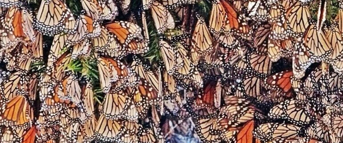 A dense cluster of monarch butterflies on a tree.