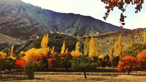 Autumn is the Indus Valley. Ladakh is one the highest inhabited places in the world. Deep in the high Himalayas at 12800 ft above sea level we have our share of nature and it’s colours.