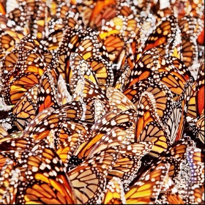 Up to 1 billion monarchs winter in the mountainous pine-oak forests of central Mexico after completing one of the most spectacular migrations on Earth.
From November to March they hibernate here, waking only long enough each day to sip water and gather pollen. As the weather warms they fatten up and mate. The males die quickly, but the pregnant females head north to Texas in search of a milkweed plant on which to lay their eggs.
Four days later each egg hatches into a tiny caterpillar that feeds non-stop for two weeks before molting into a small cocoon-like chrysalis. Hormonal changes lead to the "birth" of the next generation of monarch, which continues the northward migration. Over the course of the spring and summer three successive generations of butterflies repeat this cycle on their northward trek. By the time the fourth generation emerges it is once again time to head south - a journey last undertaken by this generation's great-great-grandparents.
The El Rosario sanctuary is open to visits, but it's a long drive from Zitacuaro and you need to get here early in the day to catch the monarchs when they are active. It also requires some steep hikes at elevations great than 10,000ft (3,000m).