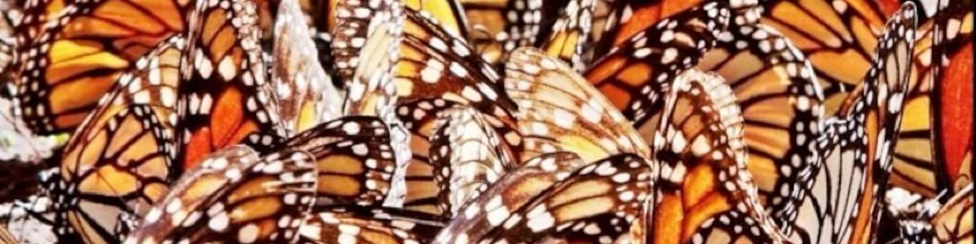 Up to 1 billion monarchs winter in the mountainous pine-oak forests of central Mexico after completing one of the most spectacular migrations on Earth.
From November to March they hibernate here, waking only long enough each day to sip water and gather pollen. As the weather warms they fatten up and mate. The males die quickly, but the pregnant females head north to Texas in search of a milkweed plant on which to lay their eggs.
Four days later each egg hatches into a tiny caterpillar that feeds non-stop for two weeks before molting into a small cocoon-like chrysalis. Hormonal changes lead to the "birth" of the next generation of monarch, which continues the northward migration. Over the course of the spring and summer three successive generations of butterflies repeat this cycle on their northward trek. By the time the fourth generation emerges it is once again time to head south - a journey last undertaken by this generation's great-great-grandparents.
The El Rosario sanctuary is open to visits, but it's a long drive from Zitacuaro and you need to get here early in the day to catch the monarchs when they are active. It also requires some steep hikes at elevations great than 10,000ft (3,000m).