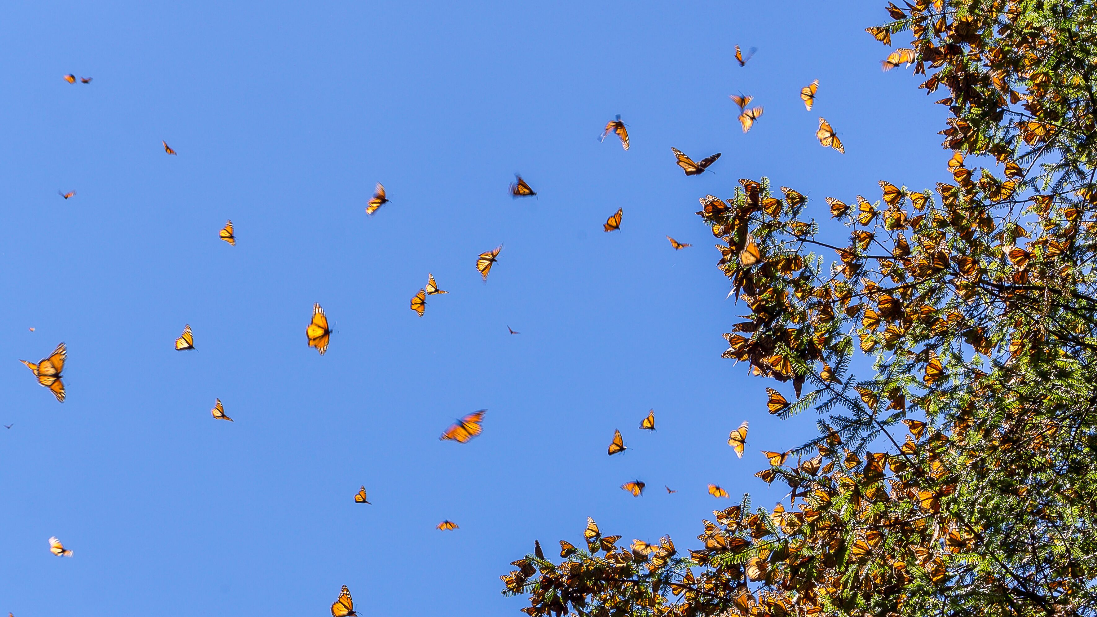 Monarch Butterflies on tree branch in blue sky background, Michoacan, Mexico
