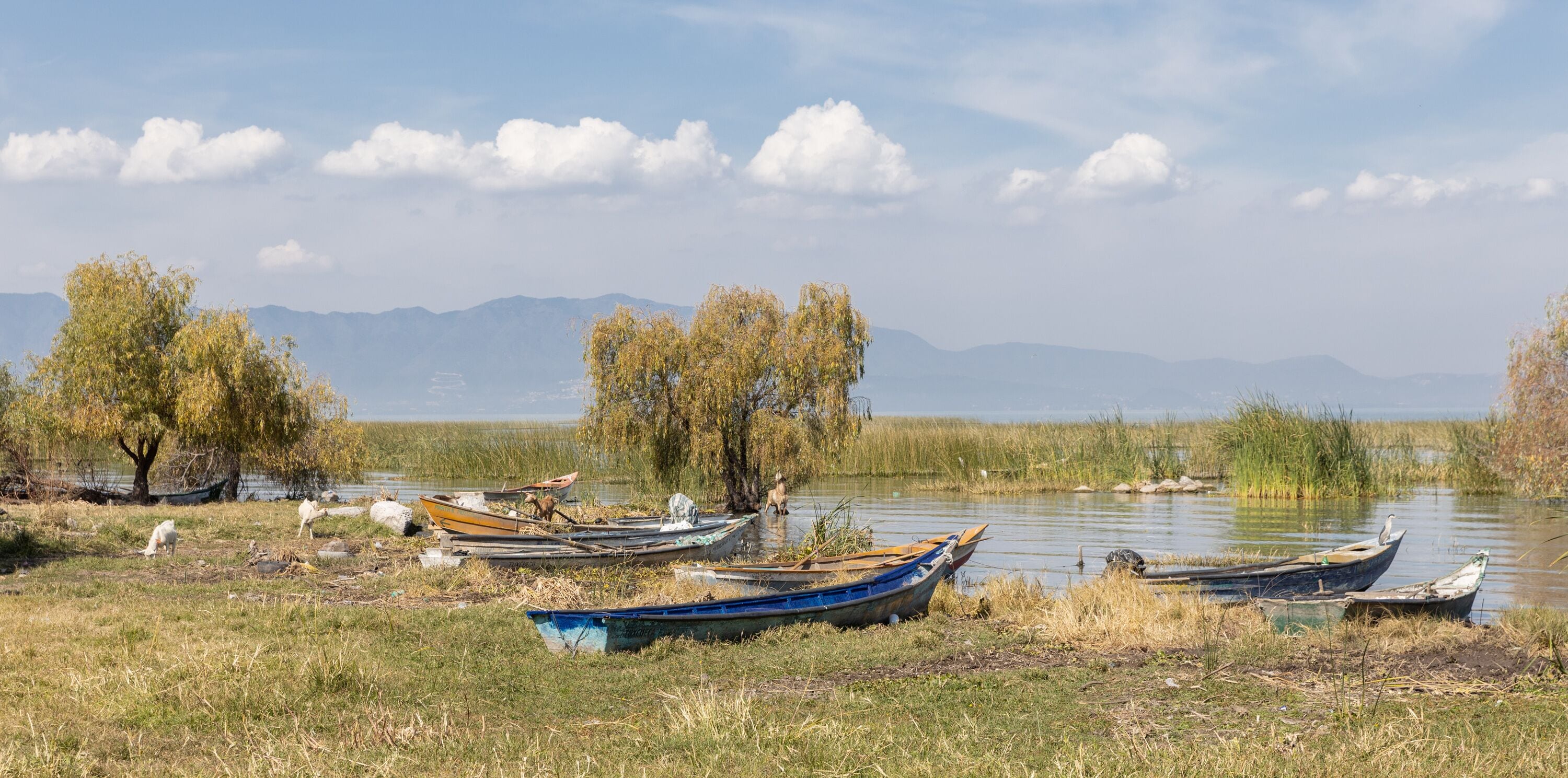 Boats And Goats At Lake Chapala