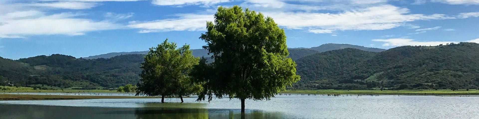 TREES BY LAKE AGAINST SKY