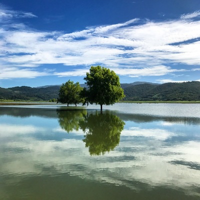TREES BY LAKE AGAINST SKY