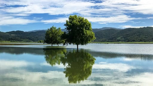 TREES BY LAKE AGAINST SKY