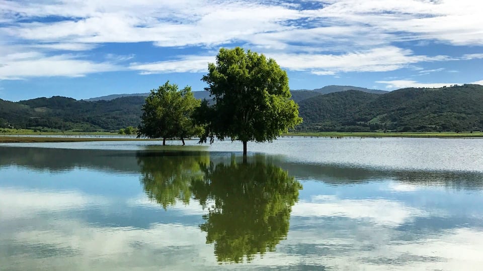 A calm lake with two trees in the foreground and a mountain range in the background.