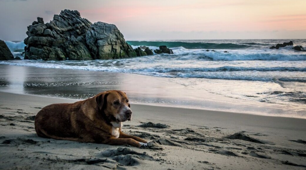 A couple of days ago, as I was taking some photos on the beach, this dog came and sat beside me for as long as I was there. Now we're best buddies!
