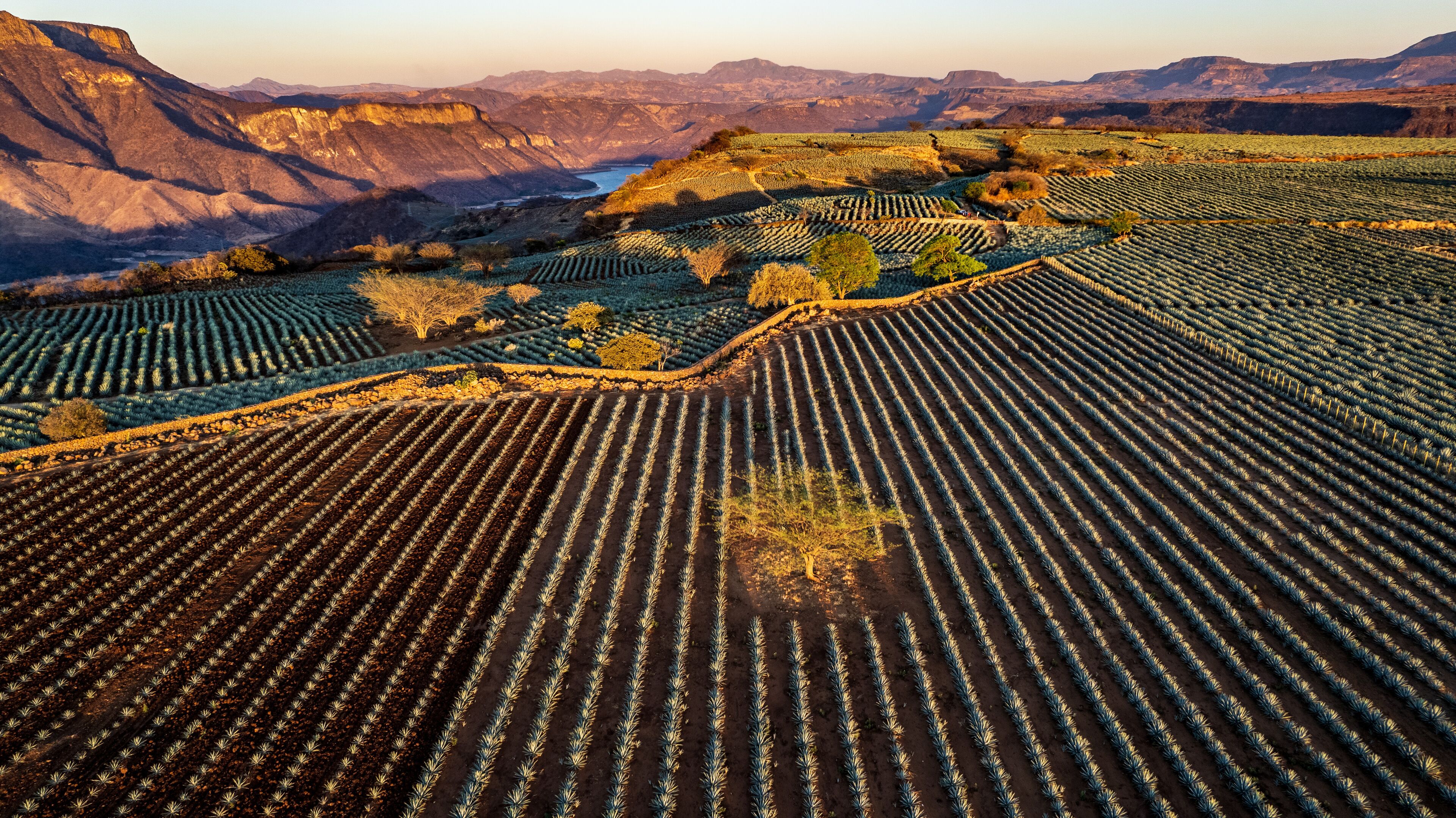 paisaje de tequila jalisco o paisaje agavero en la zona de tequila jalisco con vista a la barranca de tequila