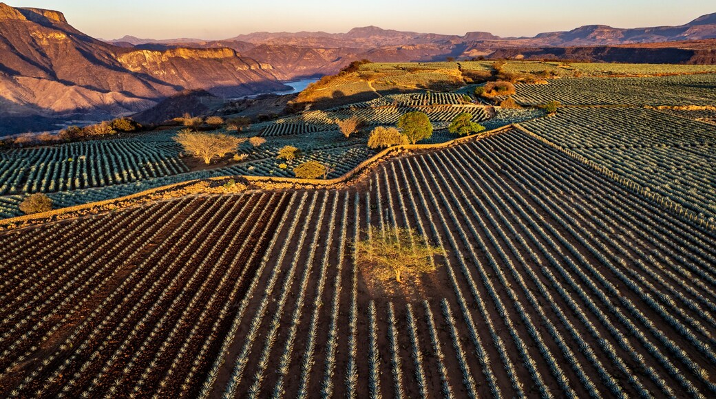 paisaje de tequila jalisco o paisaje agavero en la zona de tequila jalisco con vista a la barranca de tequila