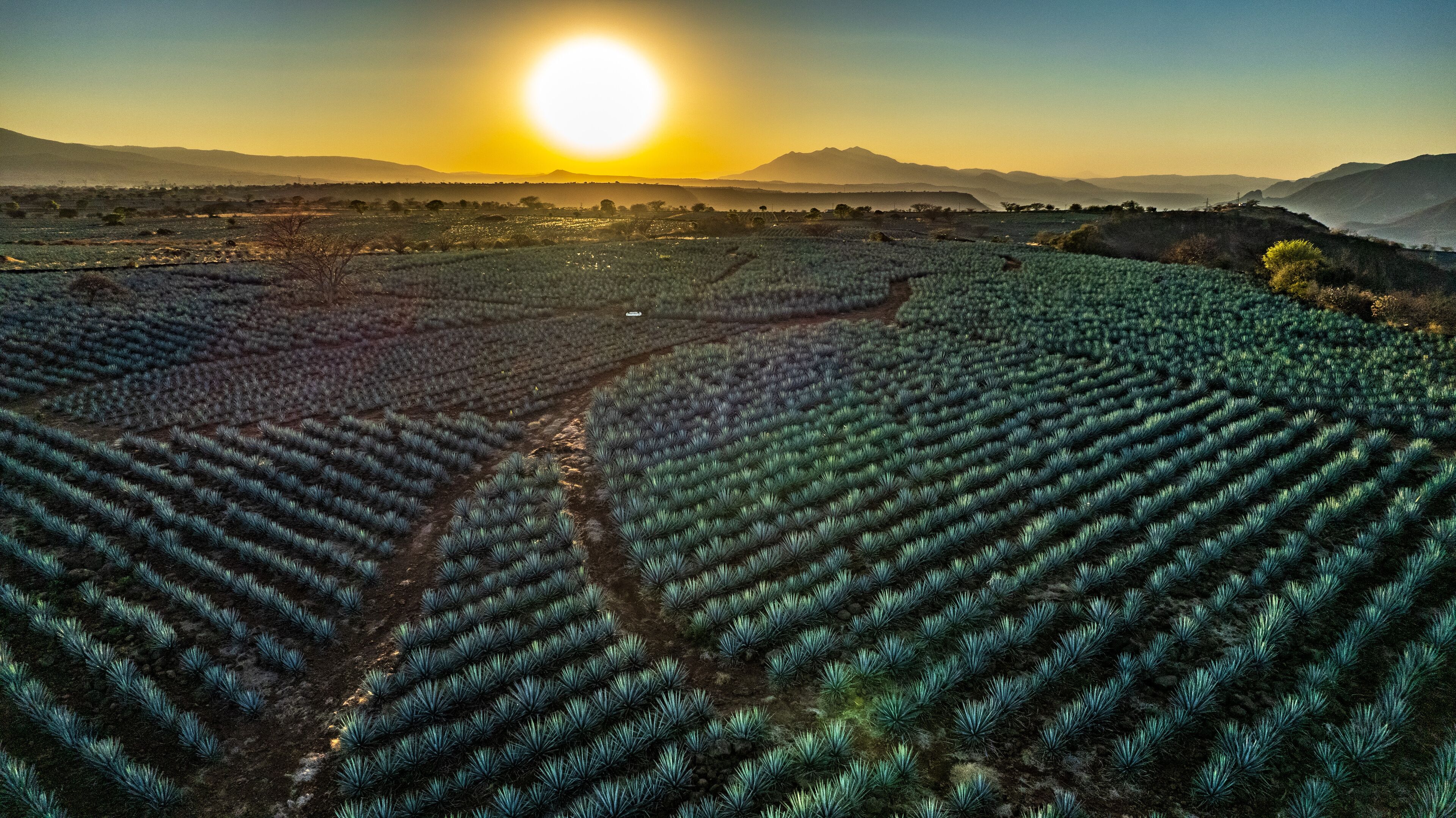 paisaje de tequila jalisco o paisaje agavero en la zona de tequila jalisco con vista a la barranca de tequila
