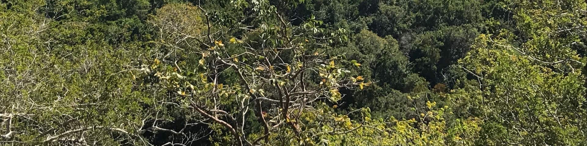 #calakmul #mayacivilization #mayanruins #pyramid #precolonialmexico #yucatanpeninsula #biospherereserve #jungle