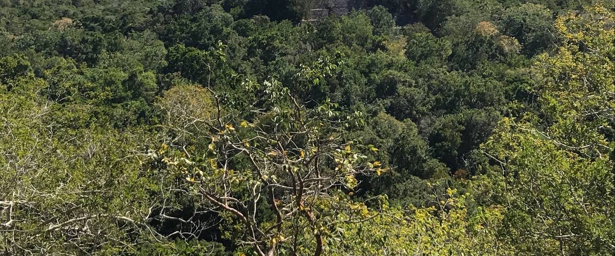 A dense forest with a stone staircase leading up to a structure.