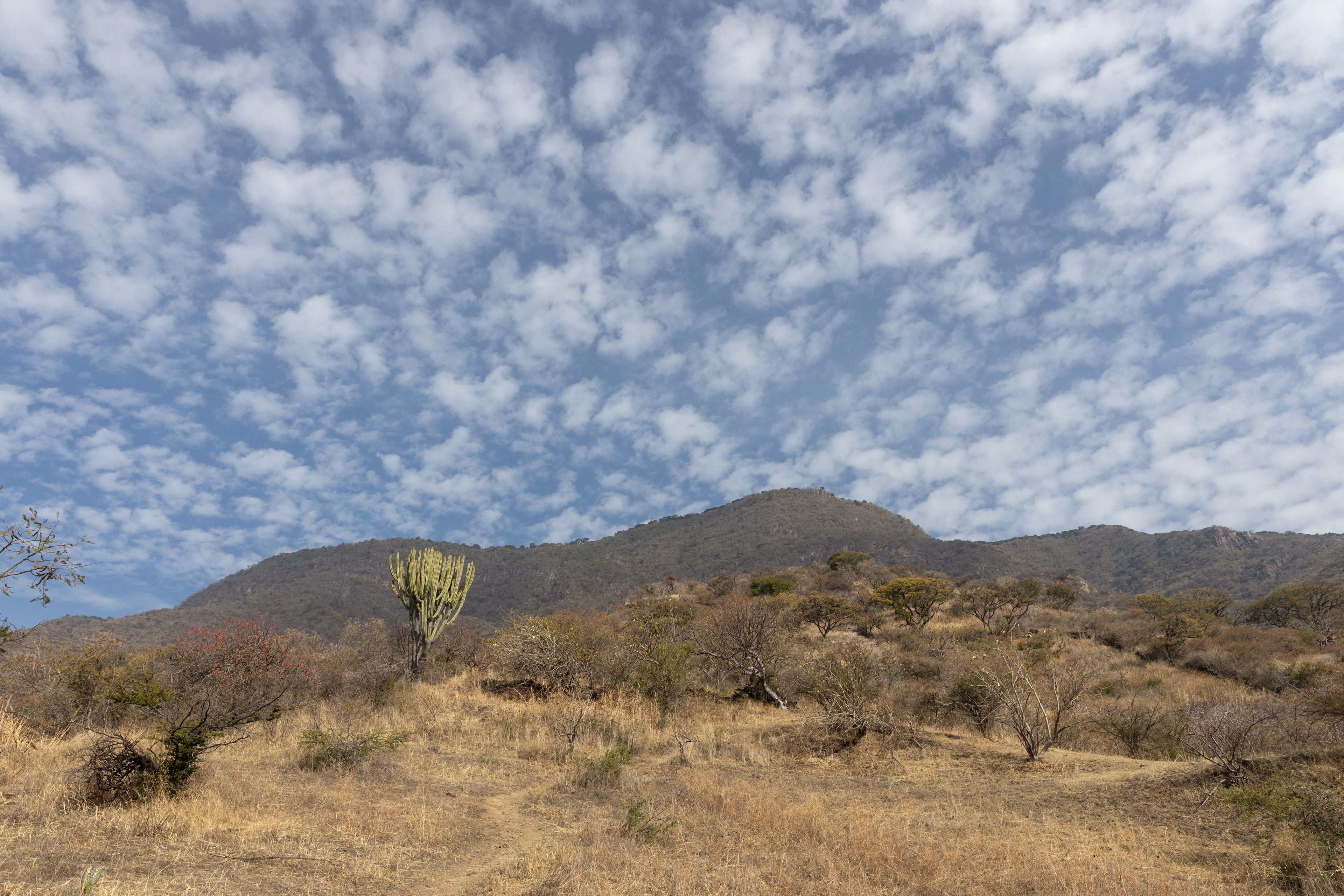 Cactus and Clouds. San Juan Cosala Range. Jalisco, Mexico.