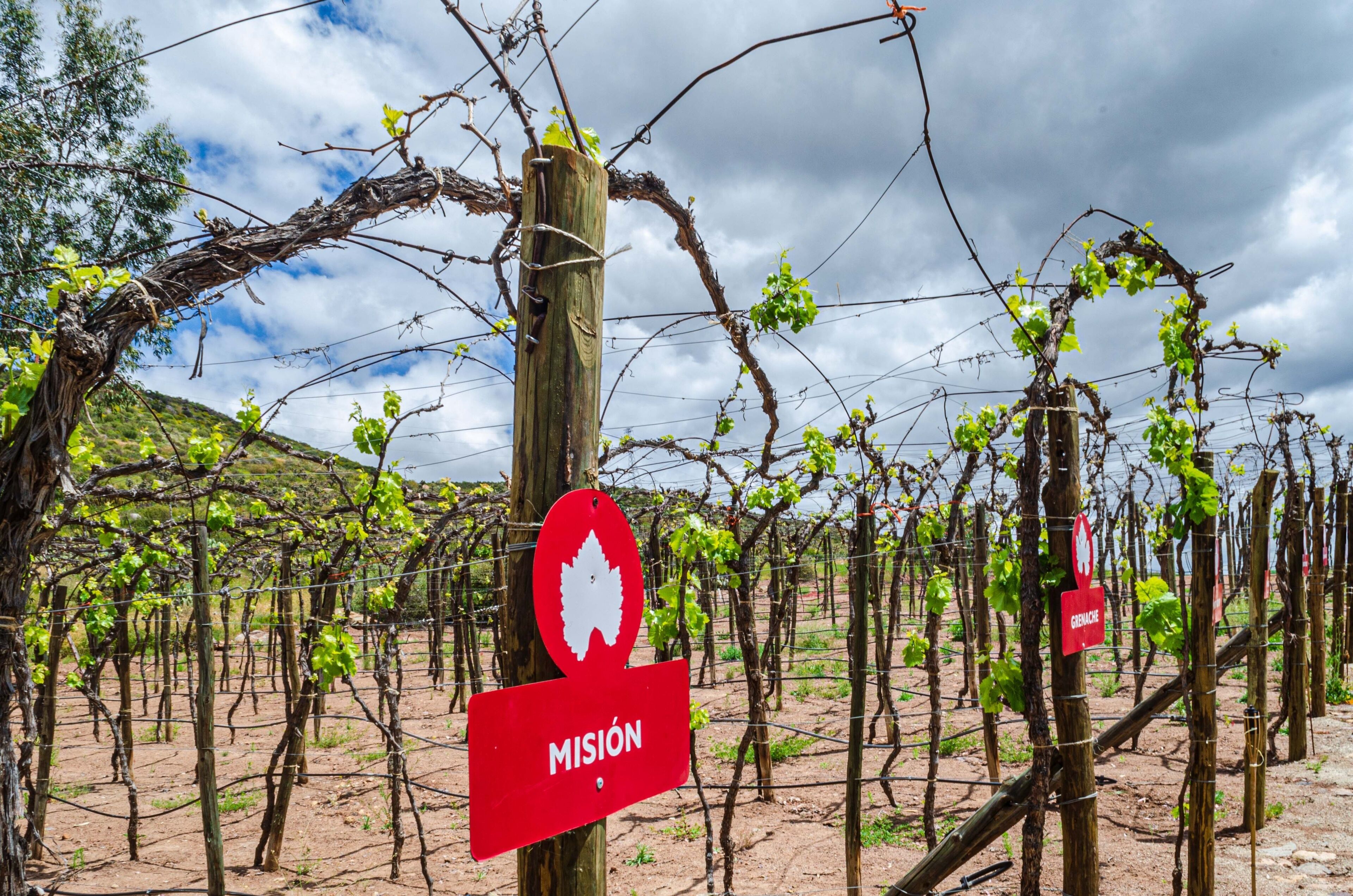 A vineyard with rows of grapevines and signs reading "Misión" and "Mission".