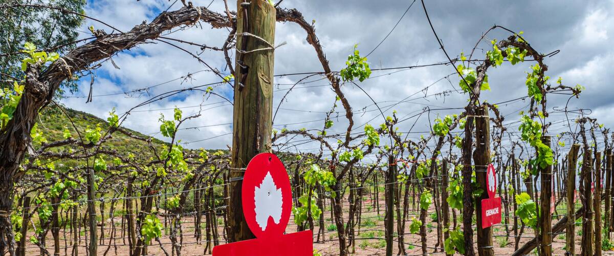 A vineyard with rows of grapevines and signs reading "Misión" and "Mission".
