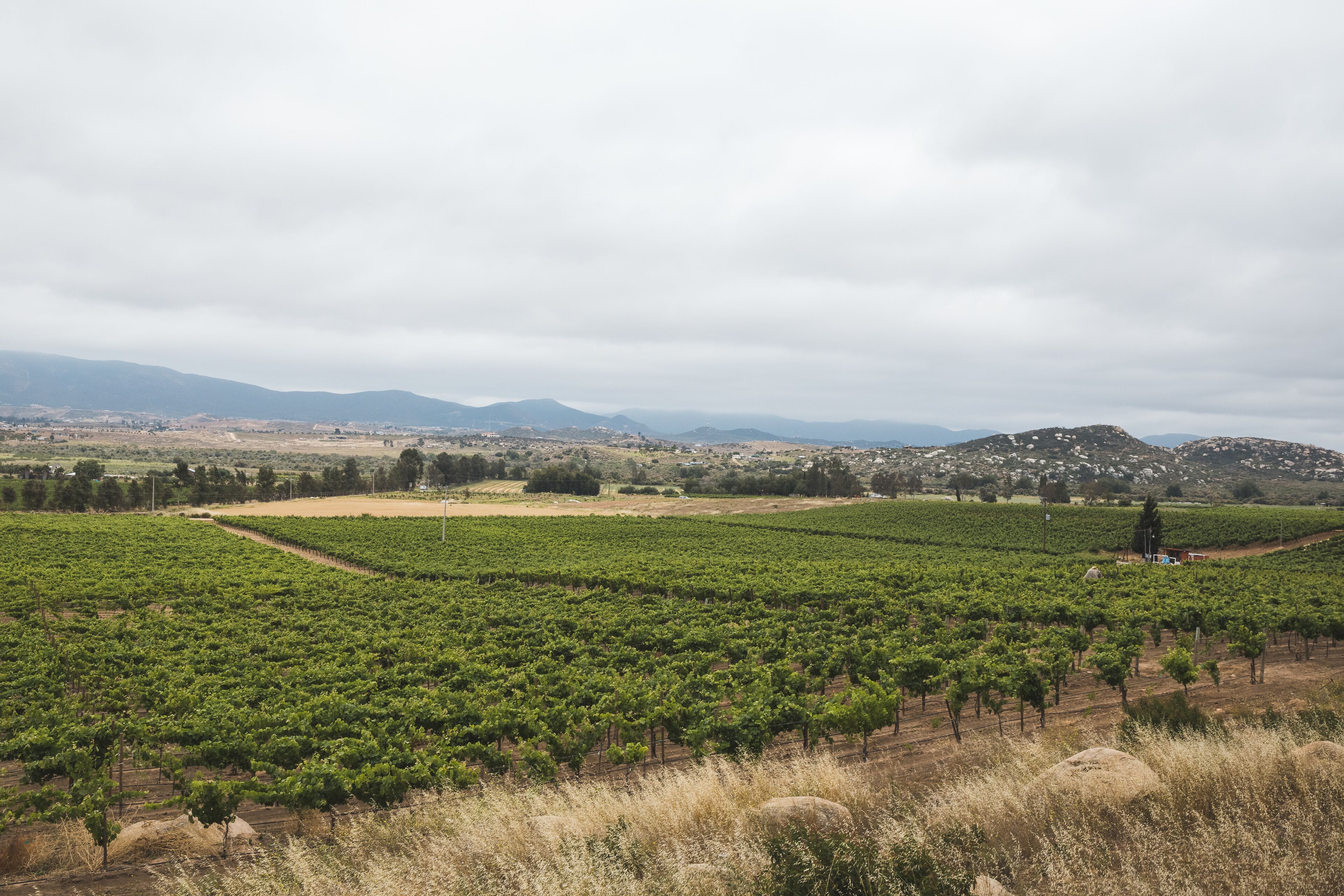 Wineries in Valle de Guadalupe of Mexico