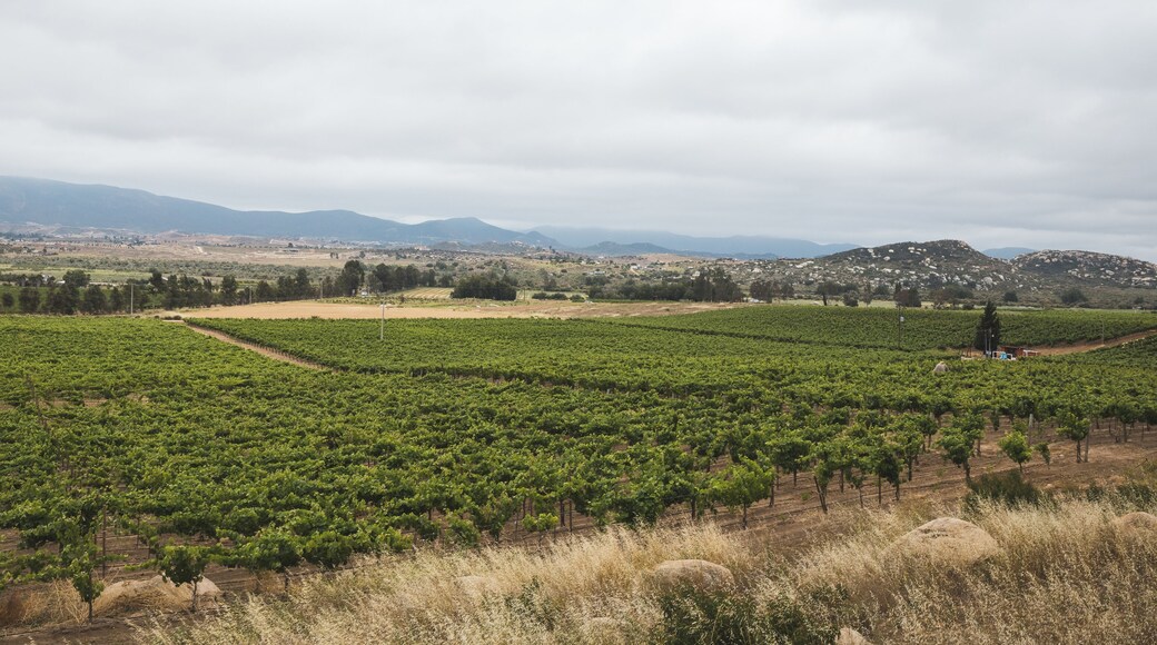 Wineries in Valle de Guadalupe of Mexico