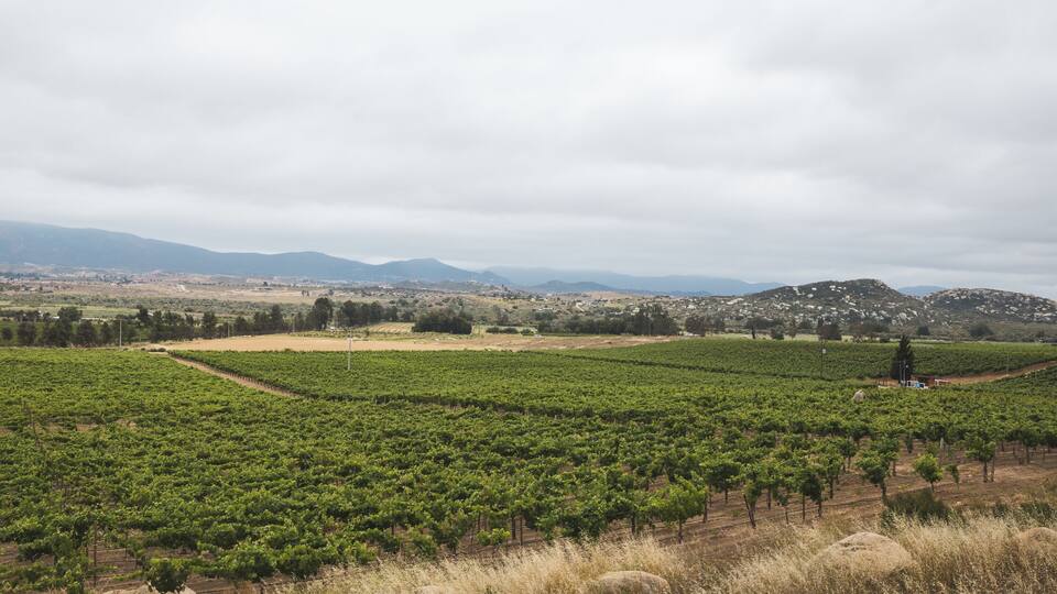 Wineries in Valle de Guadalupe of Mexico