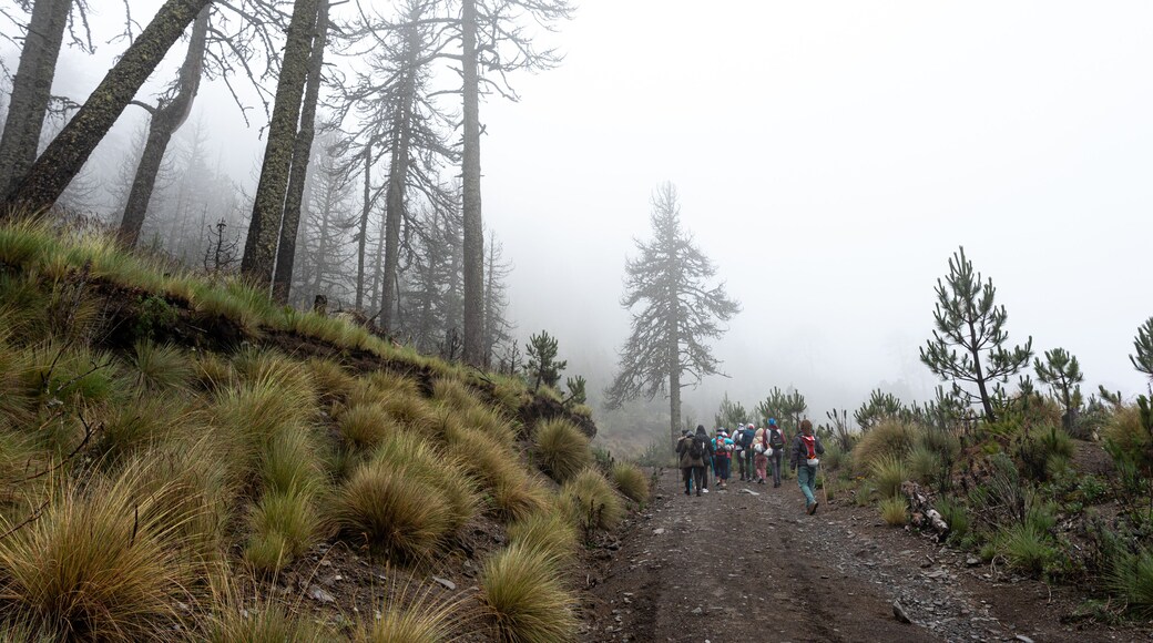 group of hikers in foggy rainforest in the Nevado de colima mountains in ciudad guzman, jalisco.