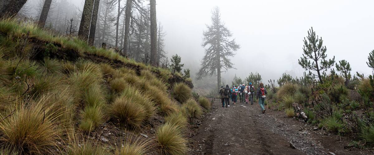 A foggy forest trail with hikers, tall trees, and grassy terrain.